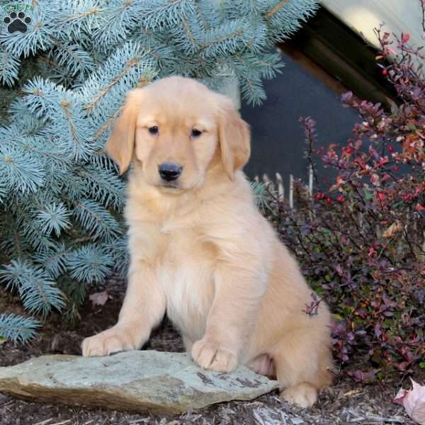 Julie, Golden Retriever Puppy